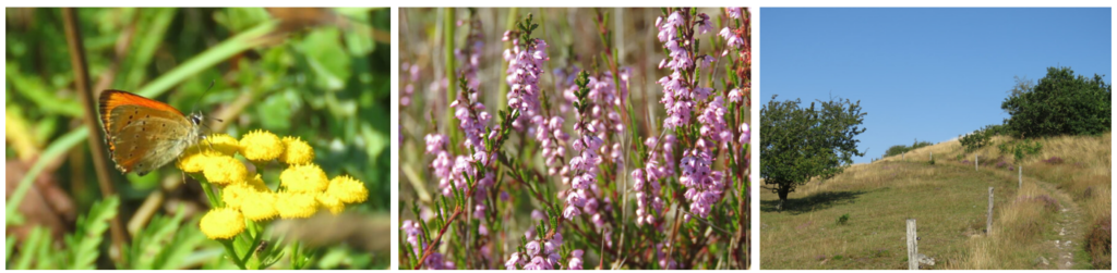 Butterflies in Mols Bjerge National Park - walking tour with Natur Mols